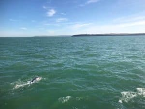 Sarah Thomas schreibt Open-Water-Geschichte