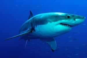 Mensch vs. Tier | So schnell schwimmen Haie, Delfine, Orcas & Co.