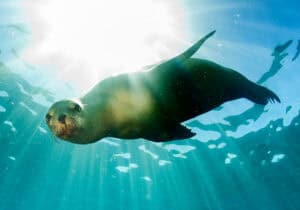 Rekordtaucher | So tief können Menschen und Tiere tauchen