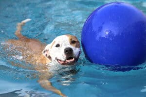 Saisonabschluss | Hundeschwimmen im Freibad
