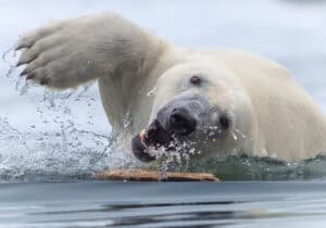 Wunder der Natur | Perfekte Schwimmer und andere Wassertiere